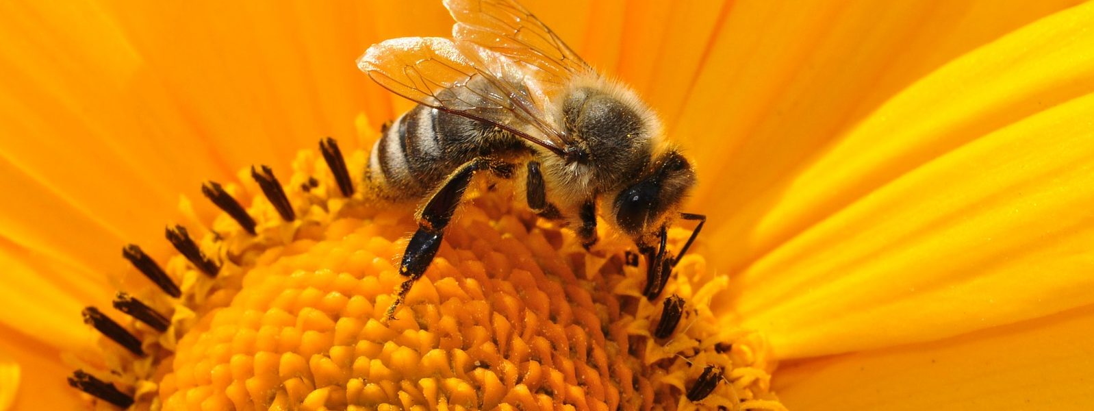 bee-170551_1920