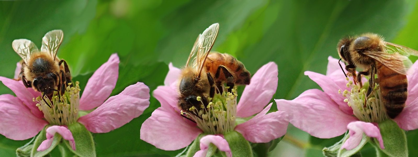 bees-4003580_1920